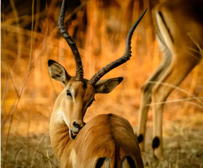 Game Drive Pian Upe